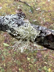 Ramalina americana