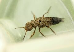 Ontholestes tessellatus