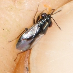 Geocoris