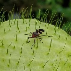 Oncopeltus unifasciatellus