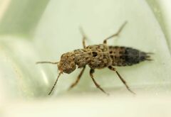 Ontholestes tessellatus