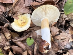 Russula solaris