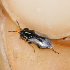 Geocoris