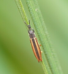 Eurispa vittata