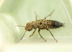 Ontholestes tessellatus