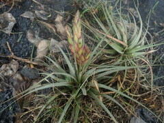 Tillandsia concolor, photograph author not stated, no rights reserved