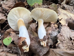 Russula solaris