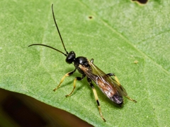 Cosmoconus elongator