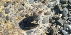 Mytilus trossulus
