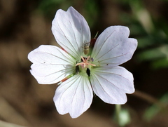 Geranium incanum