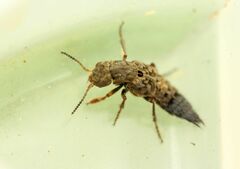 Ontholestes tessellatus