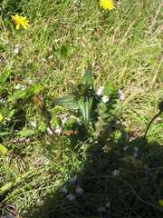 Gentianella amarella