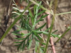 Geranium incanum