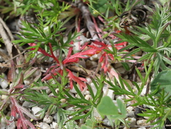 Geranium incanum