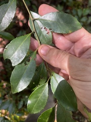 Ilex coriacea