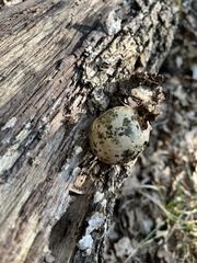 Lycogala flavofuscum