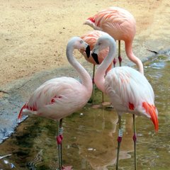Phoenicopteridae