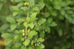 Ligustrum obtusifolium