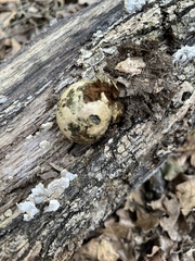 Lycogala flavofuscum