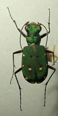 Cicindela campestris