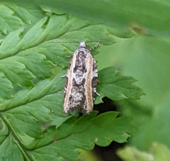Acleris variana