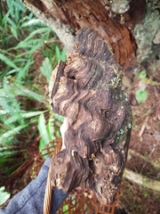 Heterobasidion annosum