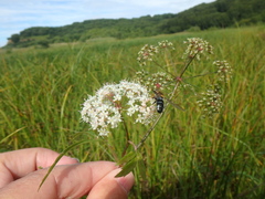 Leucozona glaucia