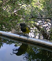 Icterus parisorum