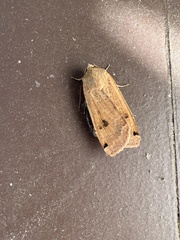 Abagrotis alternata