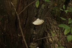 Trametes suaveolens