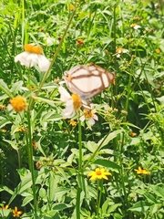 Thisbe lycorias