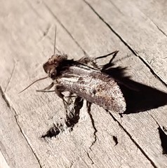 Acrolophus popeanella