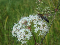 Leucozona glaucia
