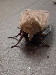 Abagrotis alternata