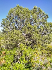 Pinus edulis