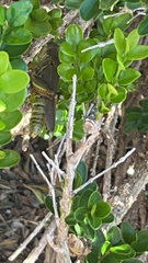 Melanoplus differentialis