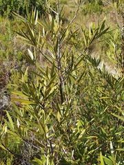 Metrosideros angustifolia