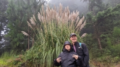 Cortaderia selloana