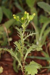 Senecio vulgaris