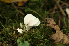 Loweomyces fractipes
