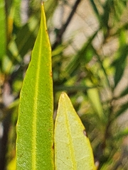 Metrosideros angustifolia