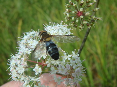 Leucozona glaucia