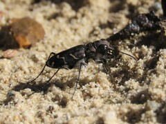 Cicindela tranquebarica