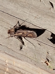 Acrolophus popeanella