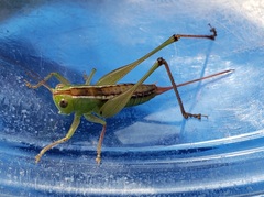 Odontoxiphidium apterum