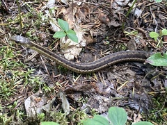Thamnophis sirtalis pallidulus