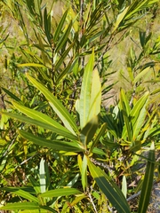 Metrosideros angustifolia