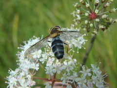 Leucozona glaucia
