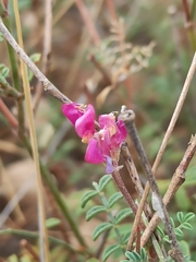 Astragalus monspessulanus