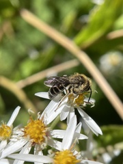 Andrena asteris